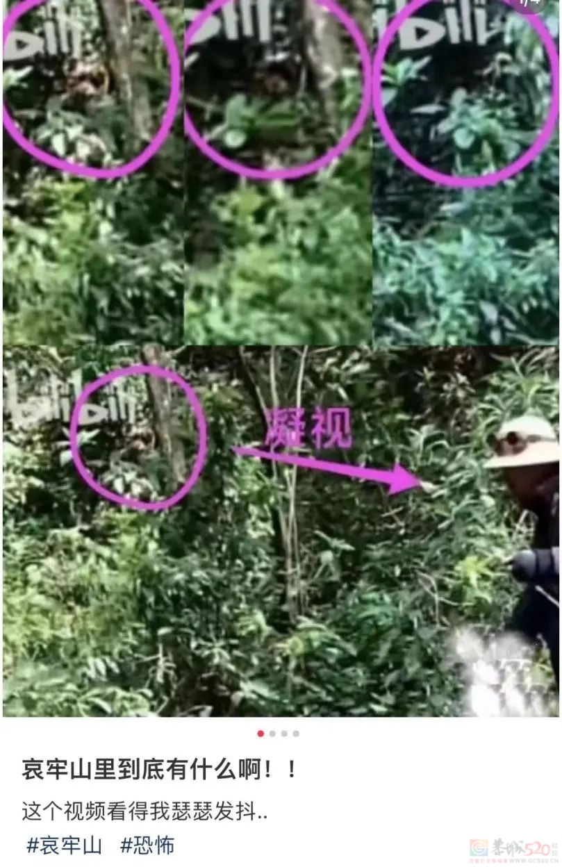 在热搜上被传得神秘邪乎，哀牢山越火、当地文旅越慌929 / 作者:儿时的回忆 / 帖子ID:317370