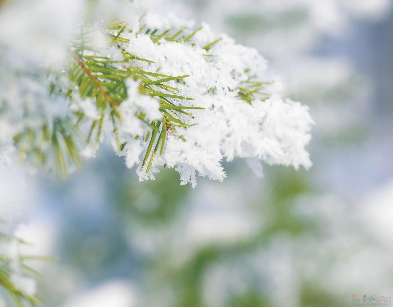 今日小雪629 / 作者:登山涉水 / 帖子ID:317898