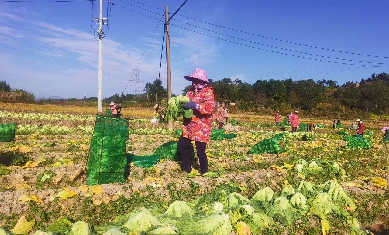 嘉会镇：初冬芥菜采收忙“农闲”时节再增收331 / 作者:论坛小编01 / 帖子ID:318049