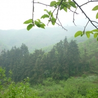 清明烟雨