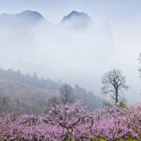 山里的桃花别样艳