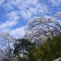 雪花树与云比白