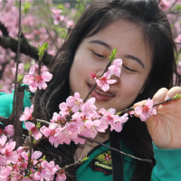 美人如花，花似梦