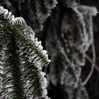 南国雪景正芬芳，赏雪何须到北国？