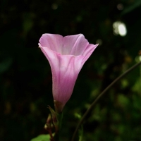 小牵牛花