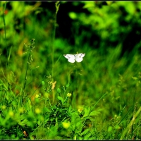 D800试拍花虫草