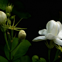 【挚爱】花色洁白，香气浓郁…