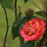 山茶花影集